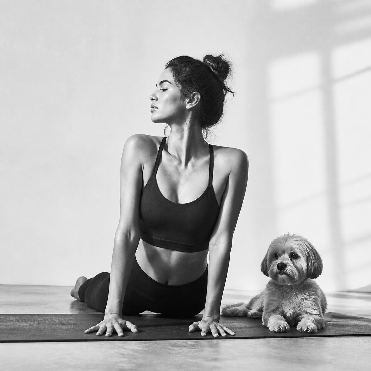 Dog Yoga: Yorkies Takeover
