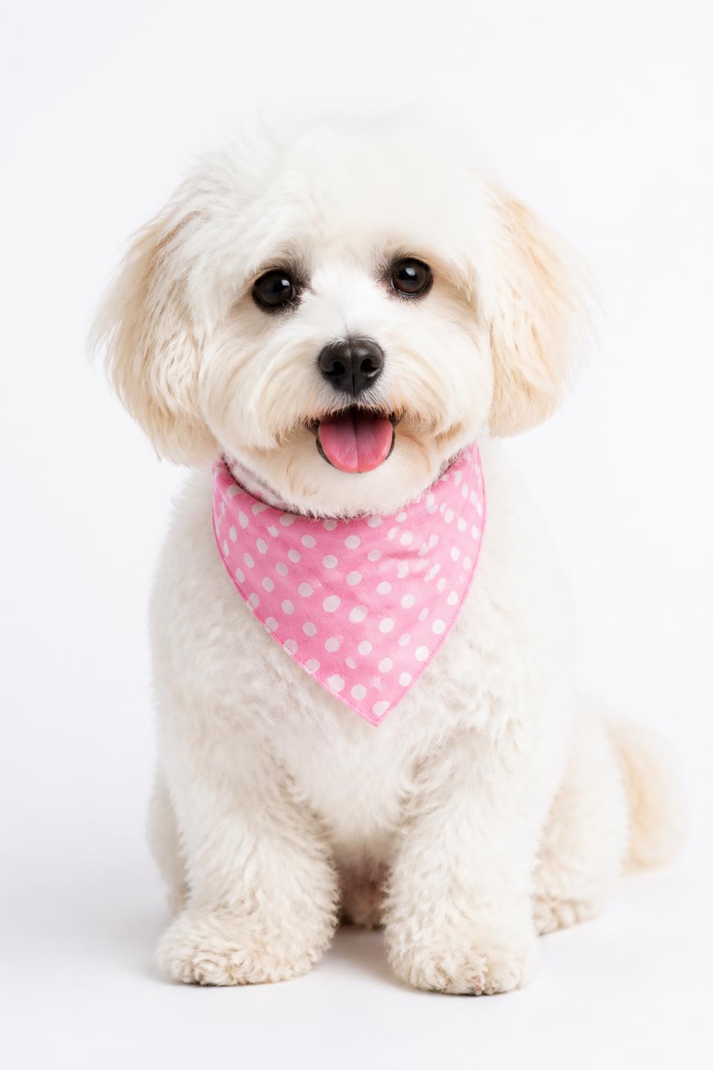 Pawsitive Vibes small dog social club